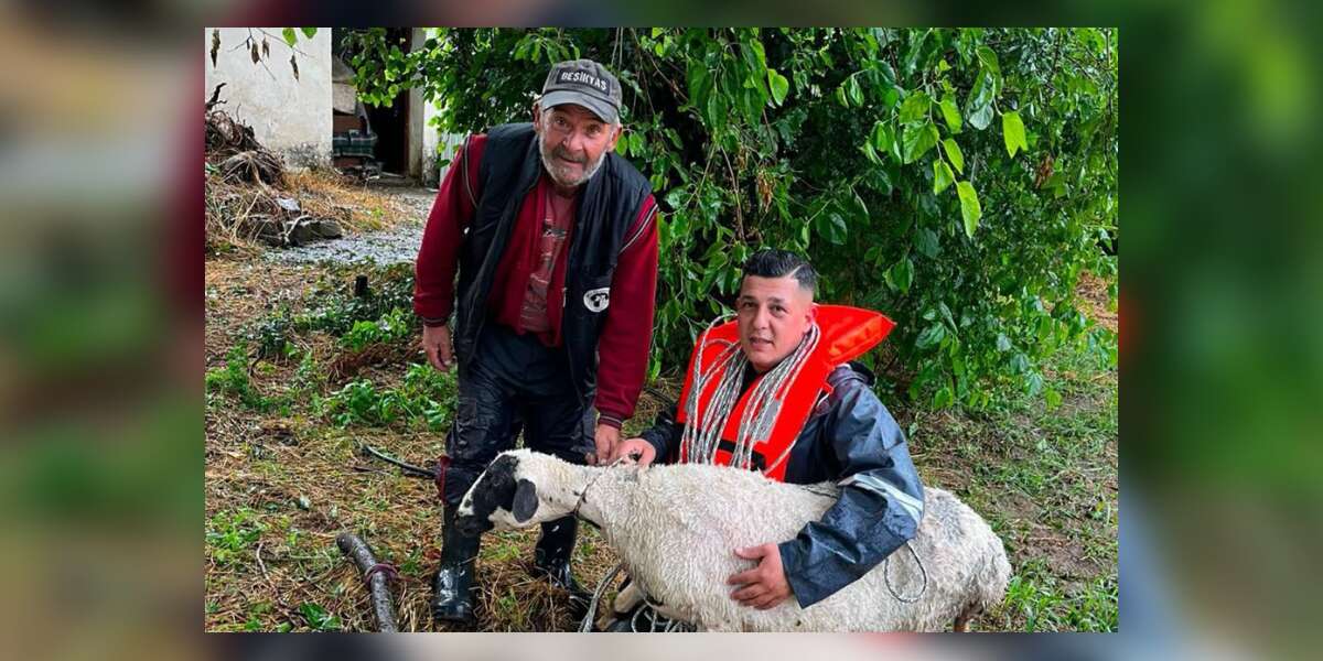 Menteşe'de Sağanak Yağışta Suda Mahsur Kalan Koyun Kurtarıldı