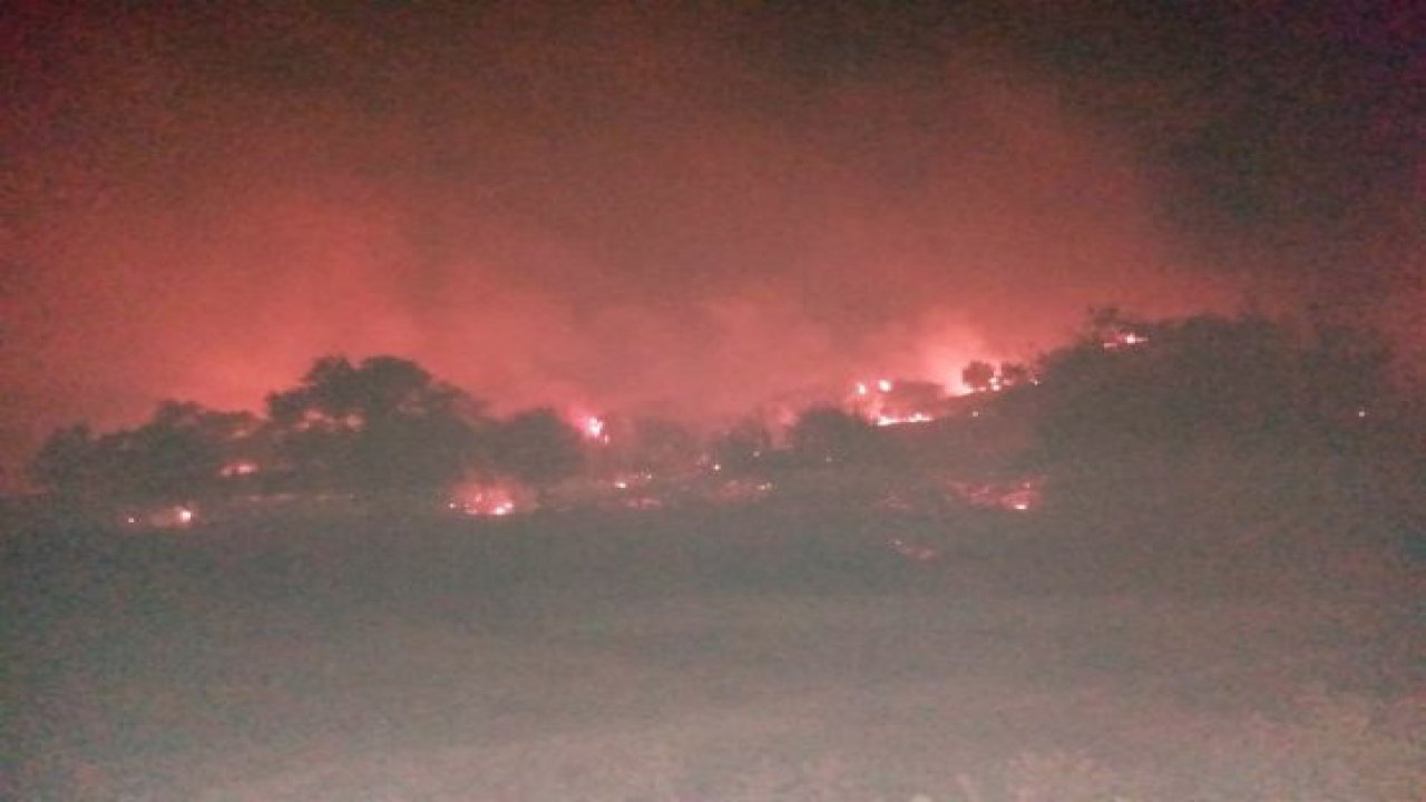 Milas’ta orman yangını