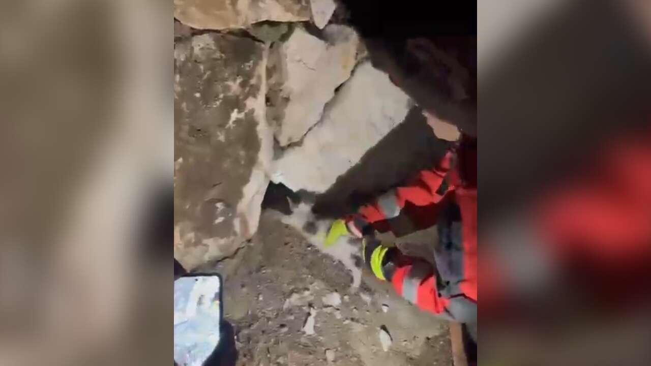 Muğla’da Duvara Sıkışan Kediyi İtfaiye Kurtardı