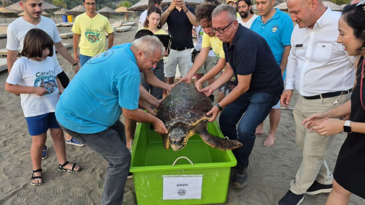 Muğla'da Tedavisi Tamamlanan Caretta Caretta "Şimşek" Yeniden Mavi Sularla Buluştu
