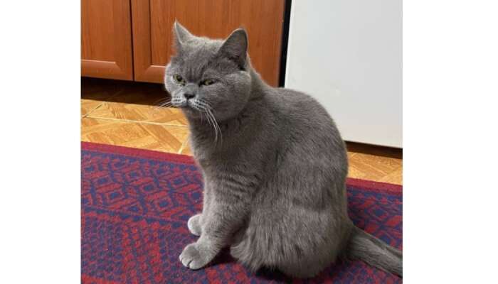 Muğla'da Kayıp Kedi Aranıyor