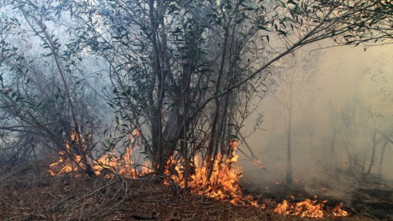 Seydikemer’deki yangında 2 hektarlık alan zarar gördü