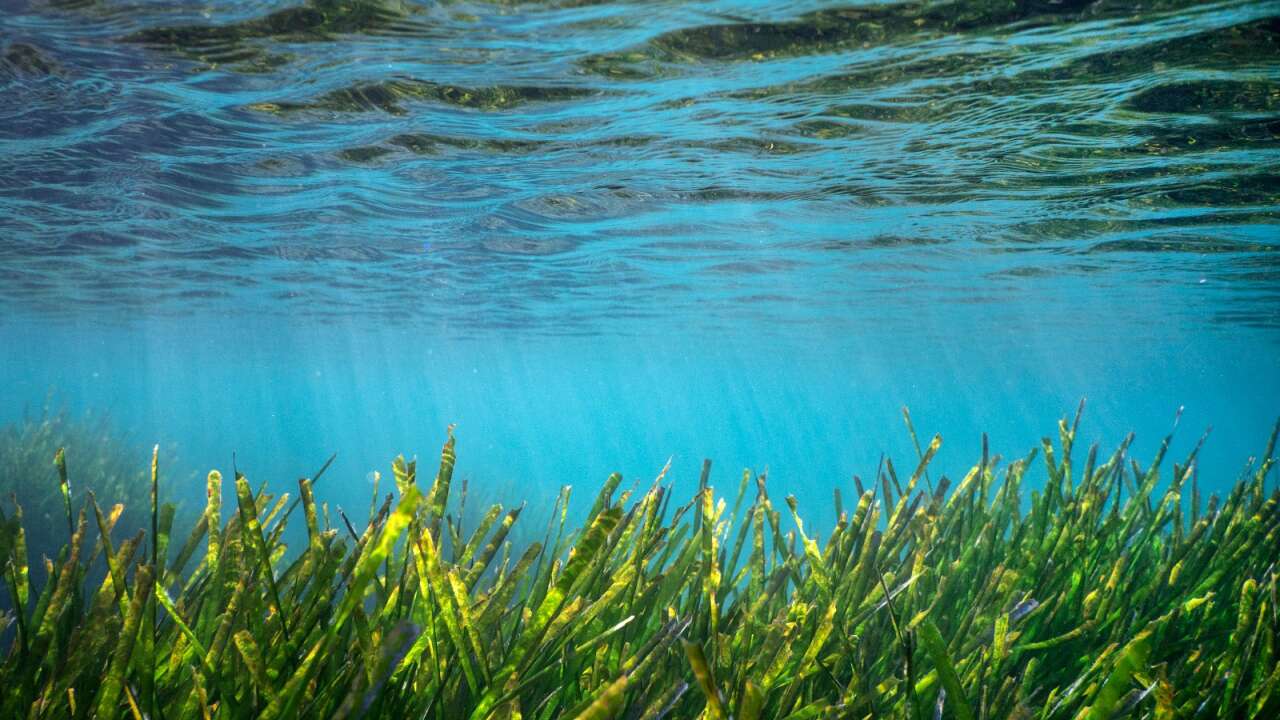 Muğla’da Deniz Çayırlarını Korumak İçin Bilimsel Sefer