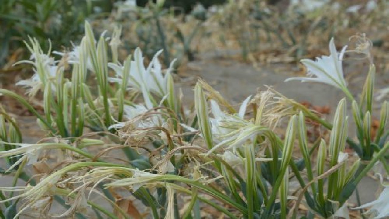 Ege sahillerinin süsü kum zambağı