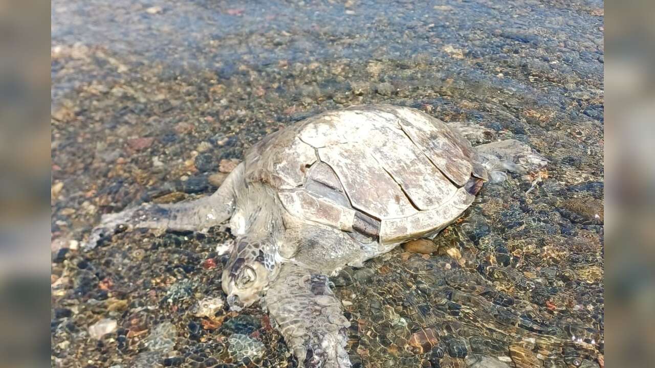 Muğla'da Kıyıya Vuran Caretta Caretta Ölü Bulundu