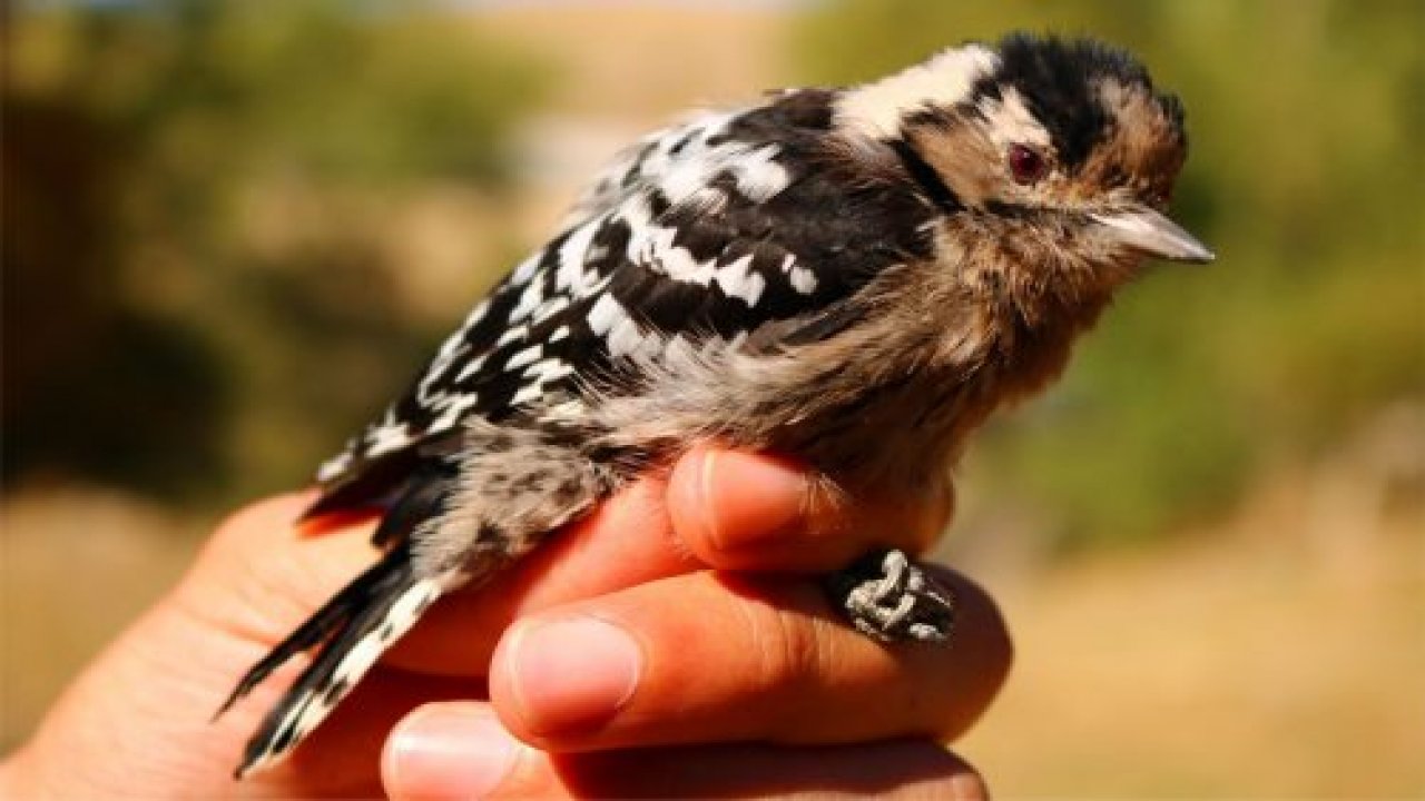 Kuşlar söyledi, kış erken geliyor