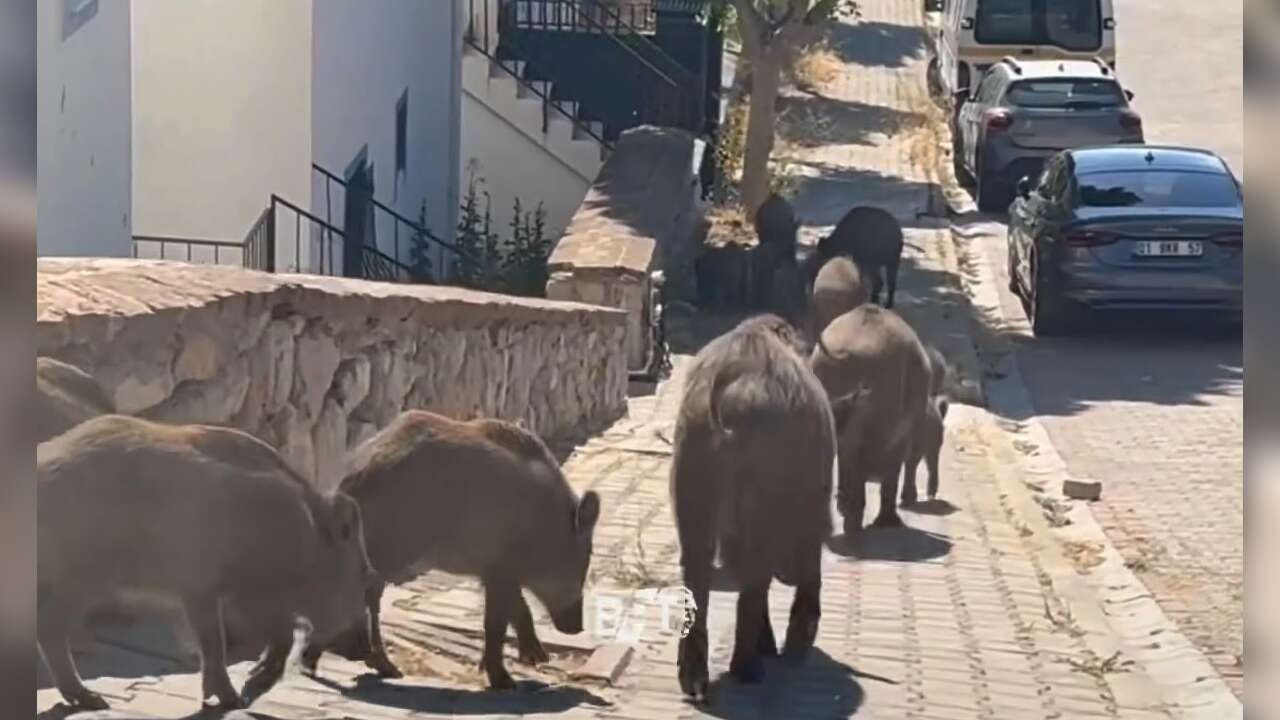 Bodrum’da Şehir Merkezinde Domuz Sürüsü Görüntülendi