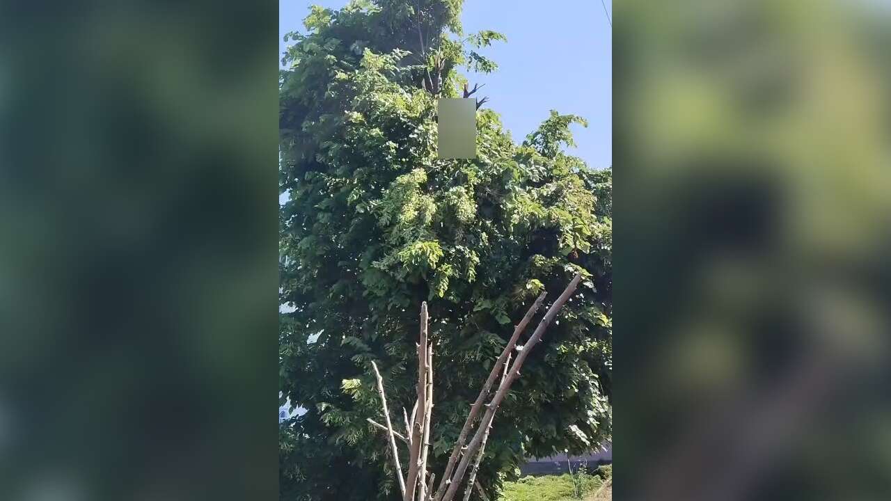 Ihlamur Toplarken Elektrik Akımına Kapılan Vatandaş Hayatını Kaybetti