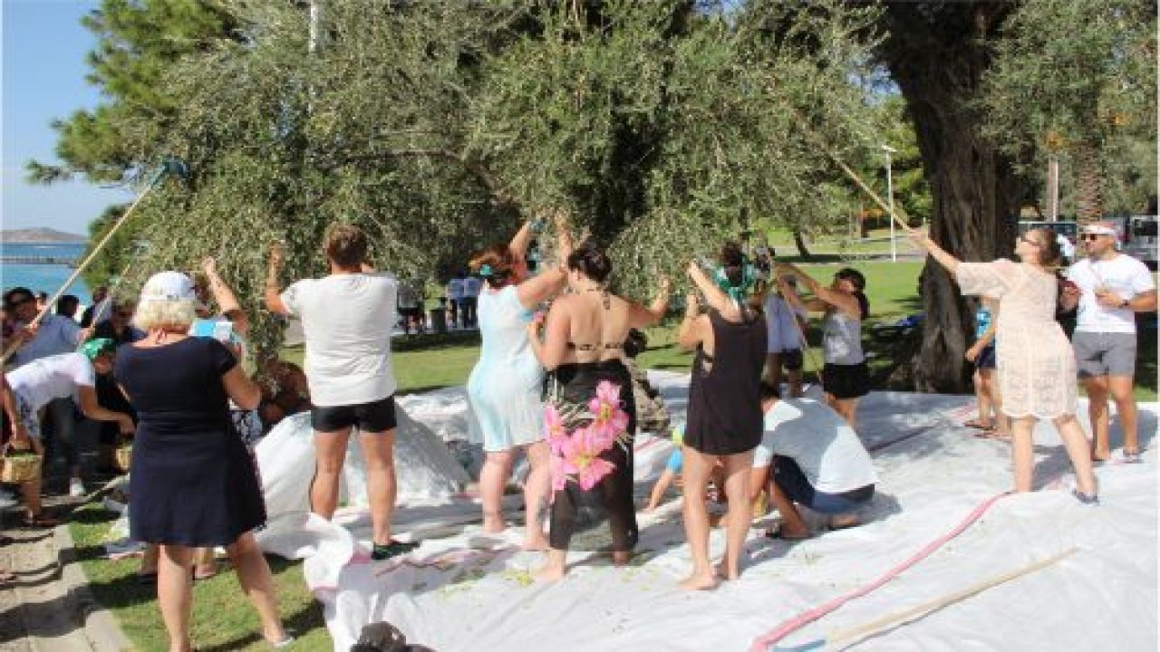 Turistler zeytin hasadı yaptı