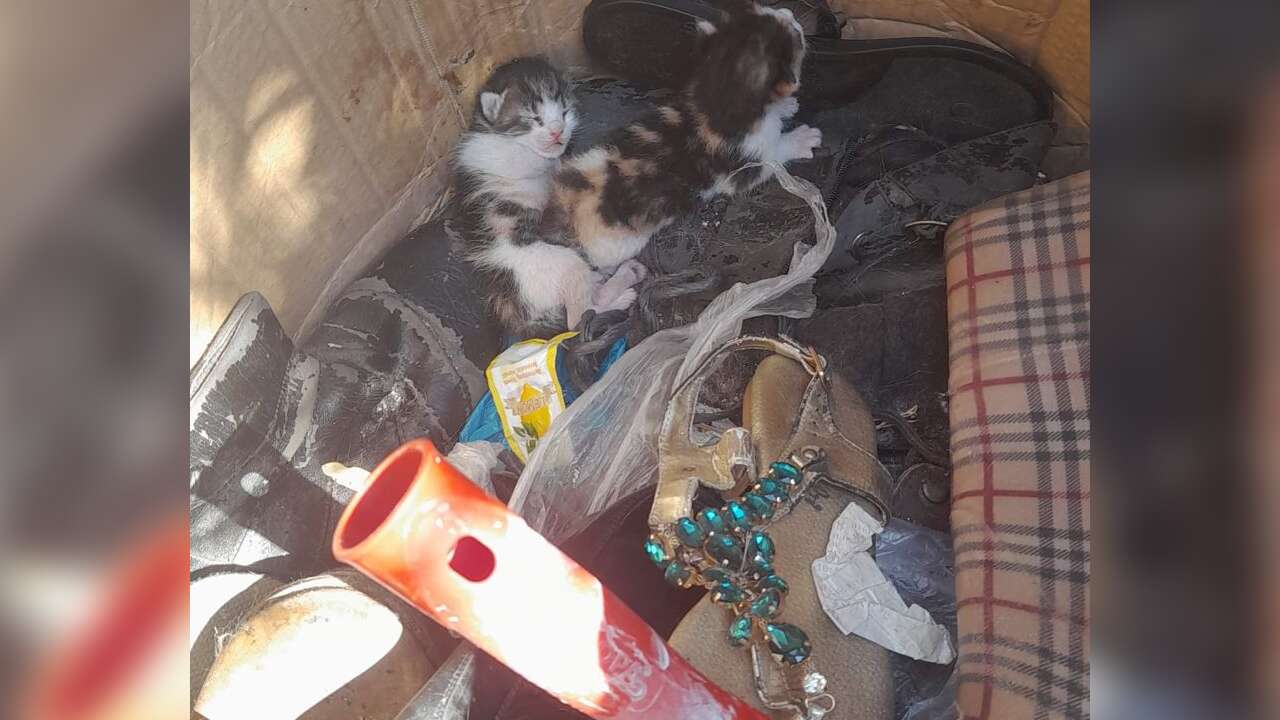 Bodrum'da Çöp Konteynerine Terk Edilen Yavru Kedileri Belediye Ekipleri Kurtardı