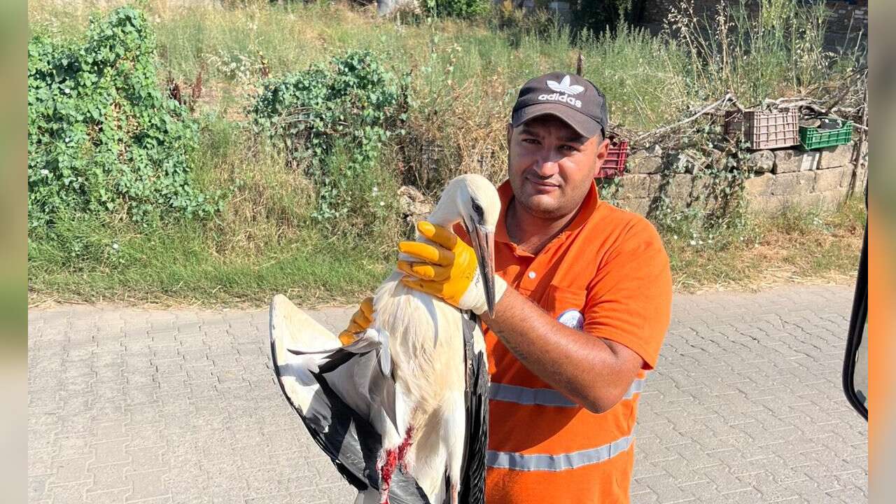 Milas’ta Duyarlı Belediye İşçisi Yaralı Leyleği Kurtardı