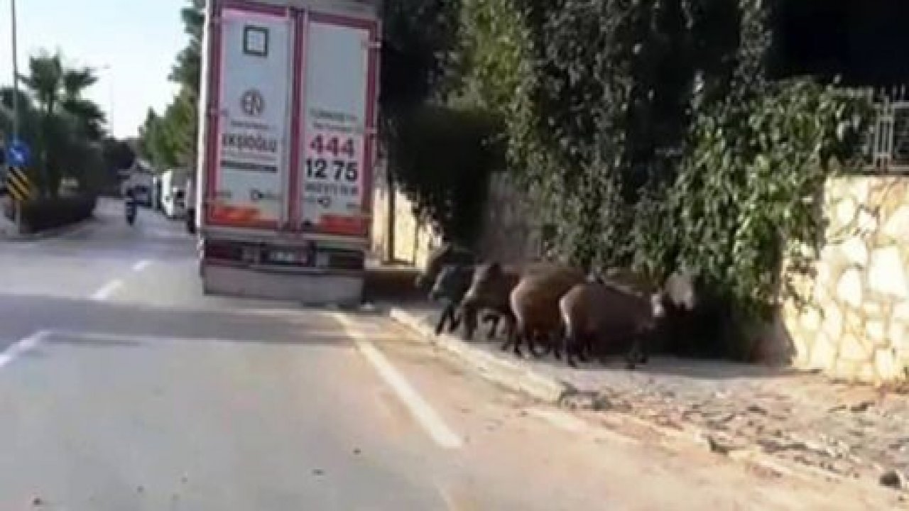 Aç kalan domuzlar şehre indi