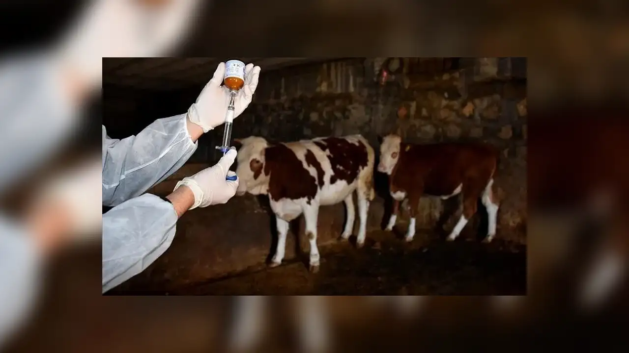 Muğla’da Şap Hastalığı: Tedbiren 7 Mahalle Karantinaya Alındı