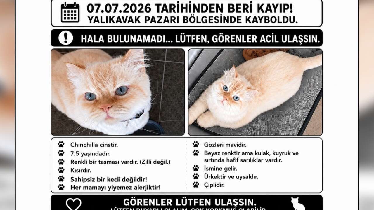 Kayıp Kedi Aranıyor: Lola'dan Günlerdir Haber Alınamıyor