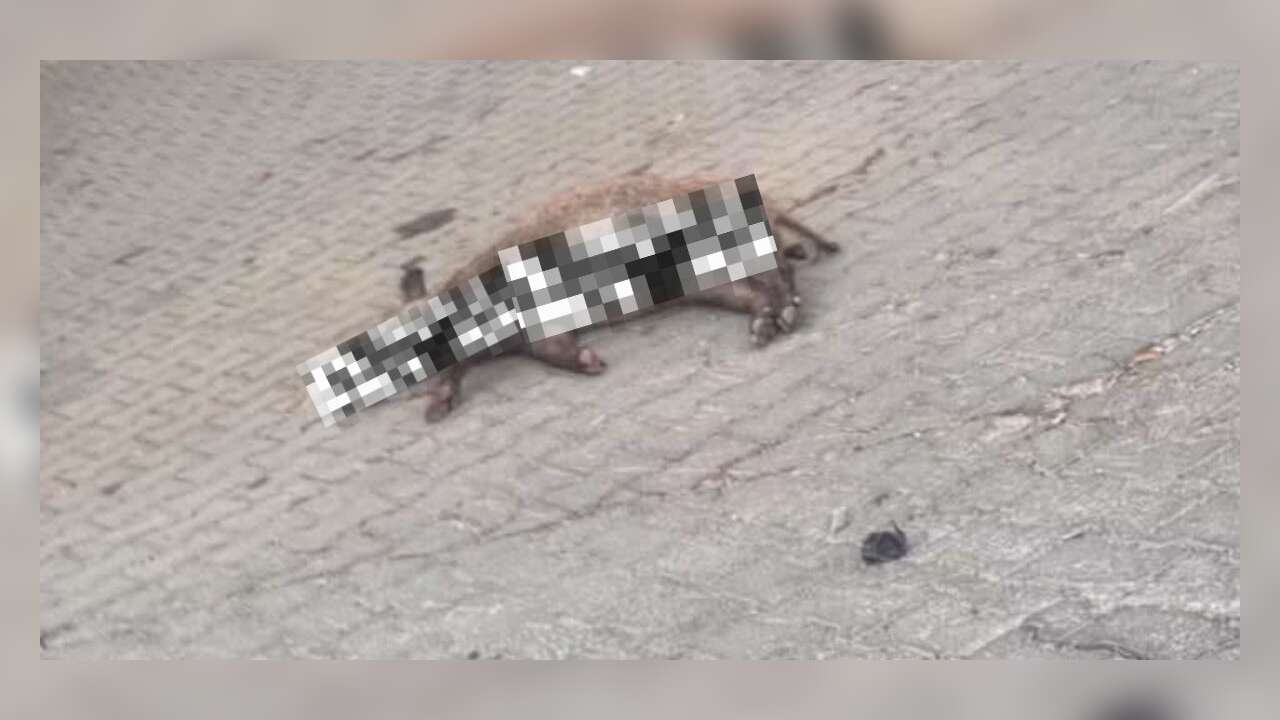 Muğla’da Öl* Domuz Bulundu: Mahalle Sakinleri Yetkililere Seslendi