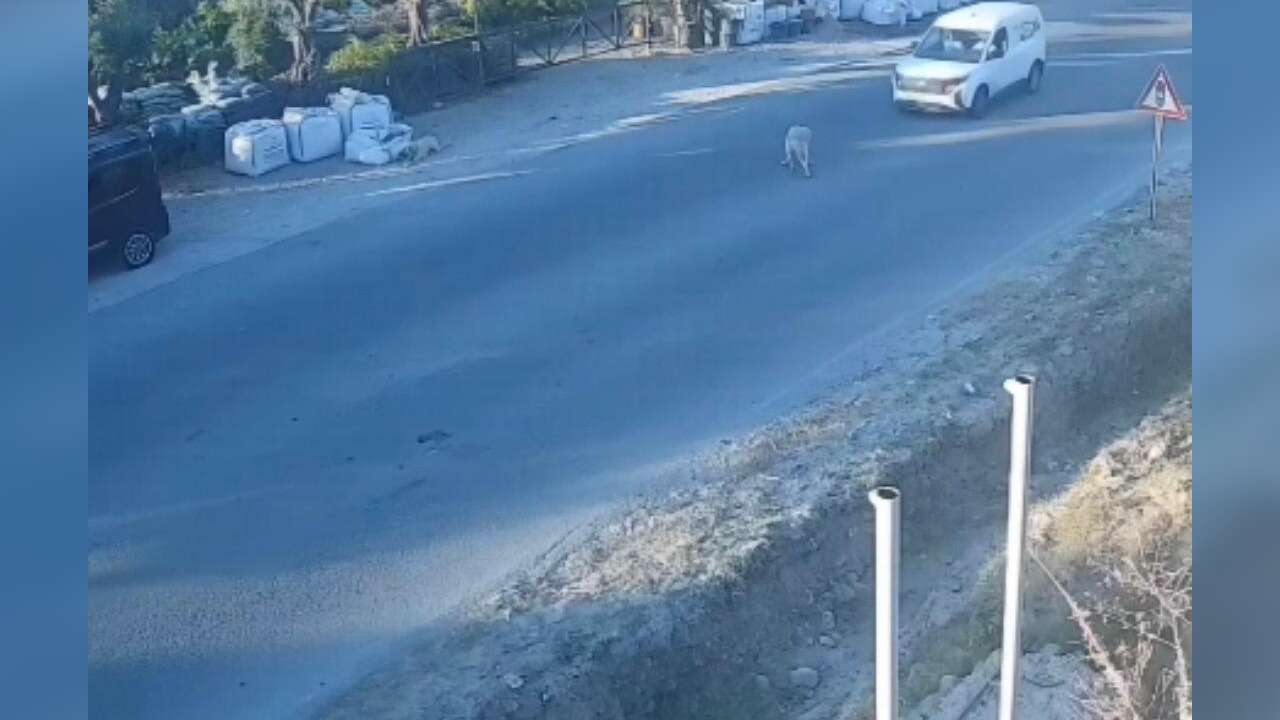 Muğla'da Vicdanları Yaralayan Olay: Çarptığı Köpeği 50 Metre Sürükleyip Kaçtığı İddia Edildi