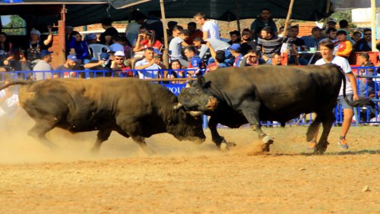 Kafaca Arenası toz duman