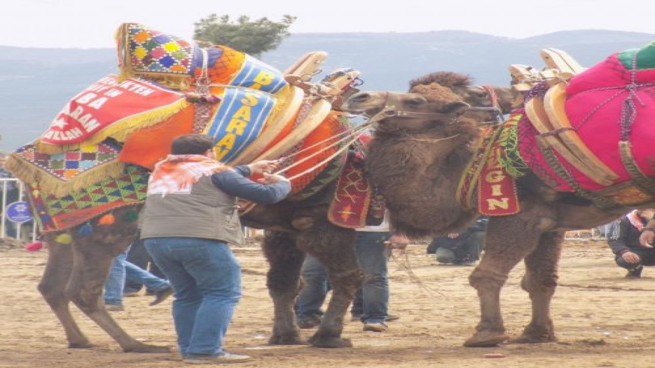 Deve güreşi takvimi belirlendi