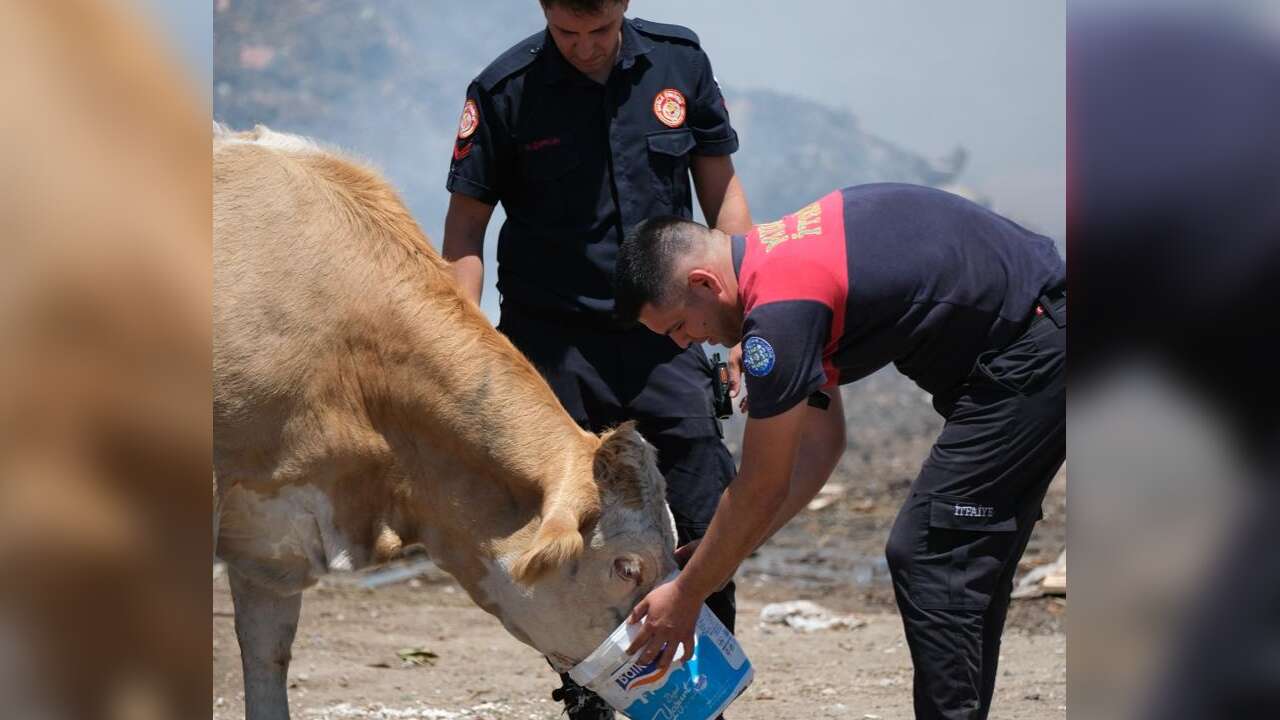Muğla'da Alevlerle Mücadele Ederken Can Dostlarını da Unutmadılar