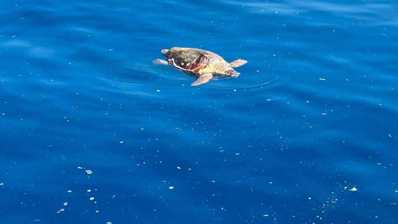 Fethiye Açıklarında Ölü Caretta Caretta Bulundu