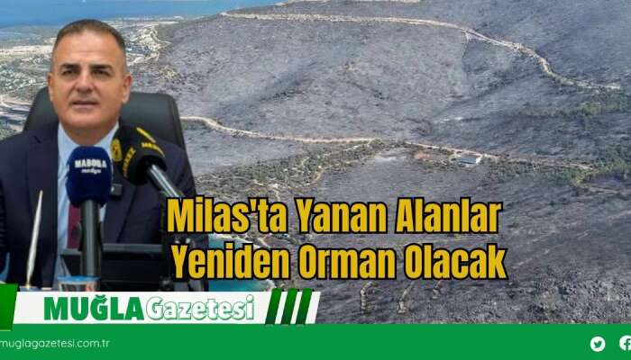Milas'ta Yanan Alanlar Yeniden Orman Olacak