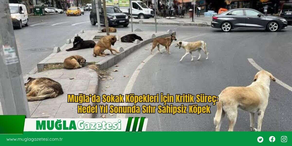 Muğla’da Sokak Köpekleri İçin Kritik Süreç: Hedef Yıl Sonunda Sıfır Sahipsiz Köpek
