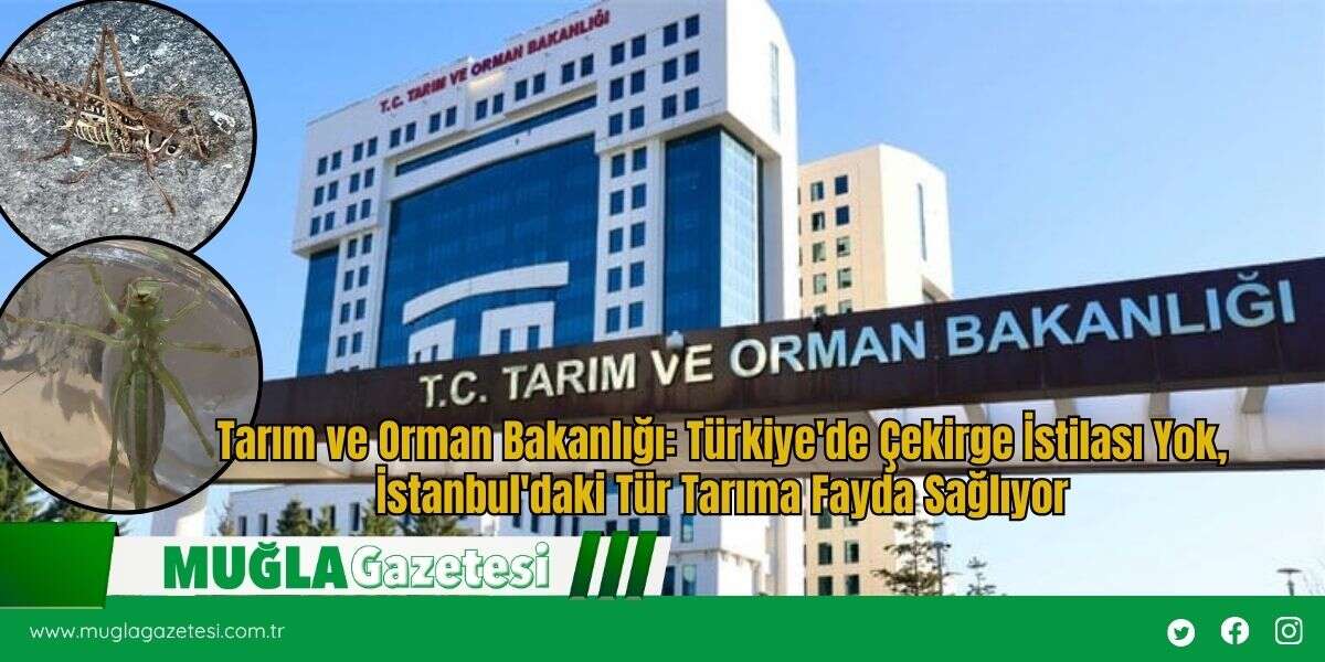 Tarım ve Orman Bakanlığı: Türkiye'de Çekirge İstilası Yok, İstanbul'daki Tür Tarıma Fayda Sağlıyor