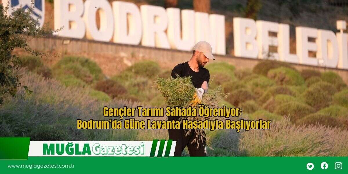 Gençler Tarımı Sahada Öğreniyor: Bodrum’da Güne Lavanta Hasadıyla Başlıyorlar