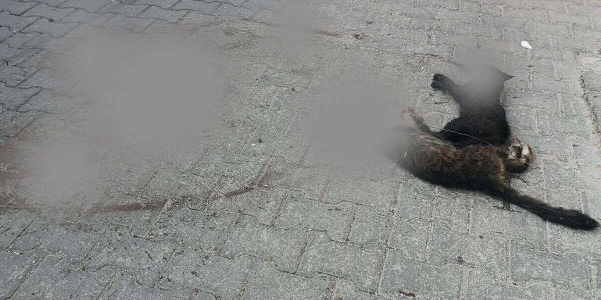 Muğla'da Kedilere Çarpıp Kaçtı: Polis Sürücüyü Arıyor