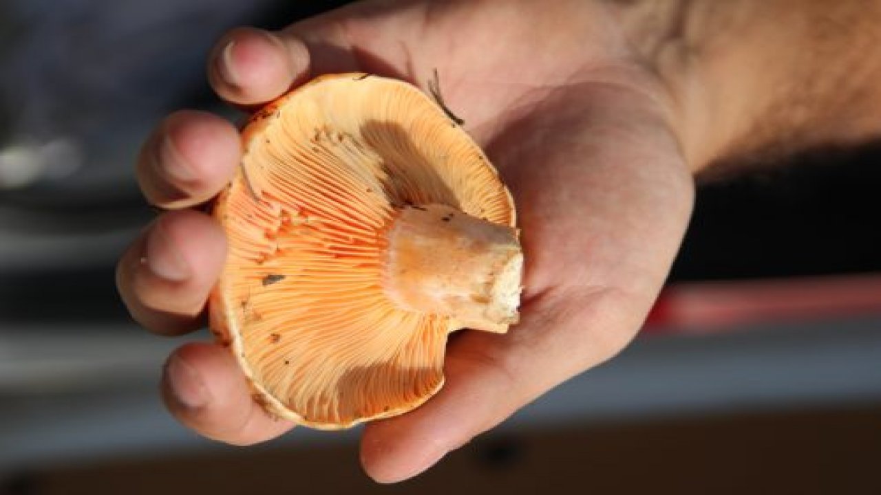 Sezonun ilk çıntarı görücüye çıktı