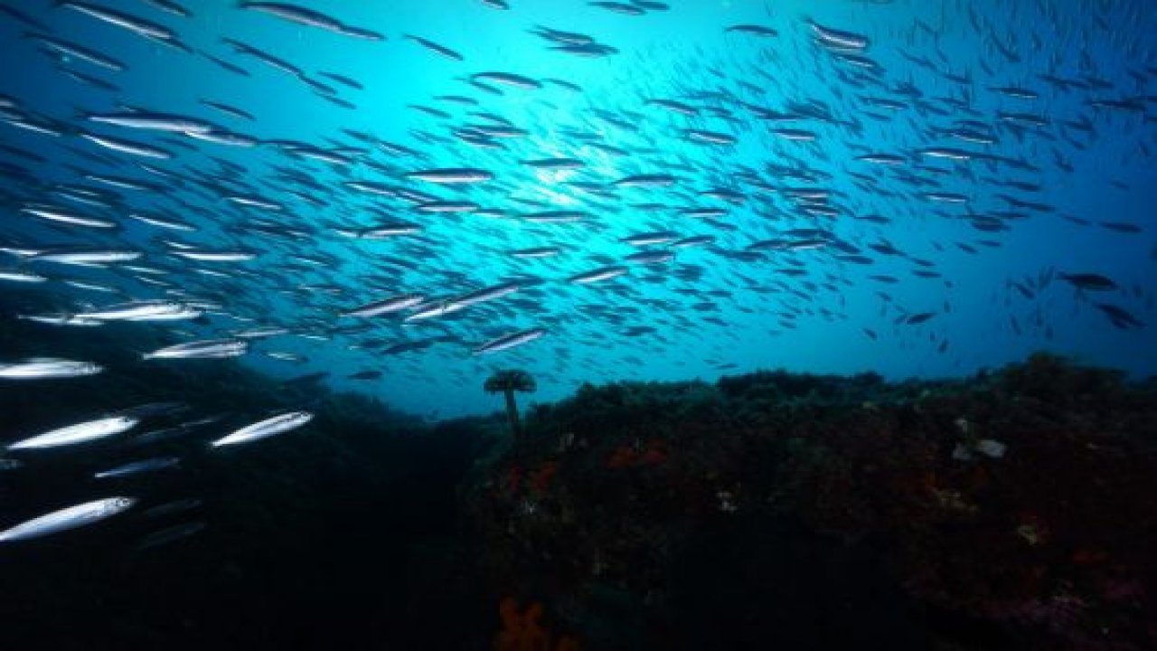 Su altının şampiyon görüntüleri belirleniyor