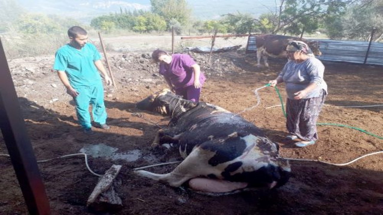 Besihanede çıkan yangında bir büyükbaş hayvan telef oldu