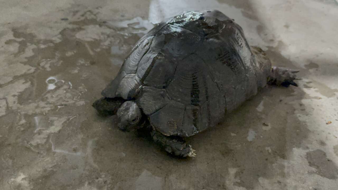 Yangının Ortasında Bulunan Yaralı Kaplumbağa Tedavi Altına Alındı