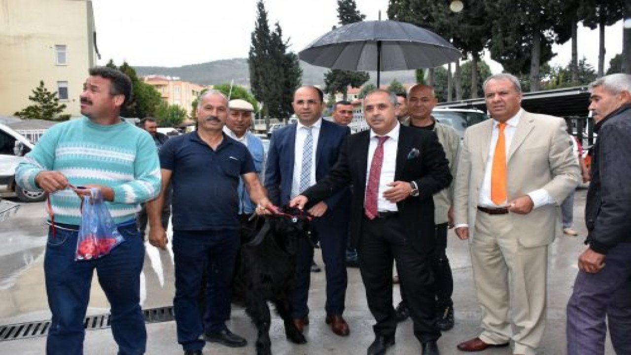 Teke adayı oğlaklar sahiplerini buldu