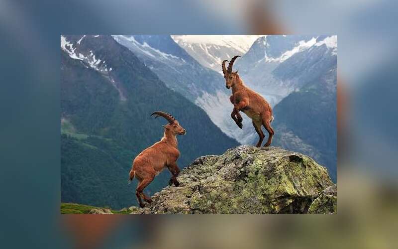 Muğla’da Tartışma Yaratan İhale: Yangınların Gölgesinde 11 Yaban Keçisi İçin Av İhalesi