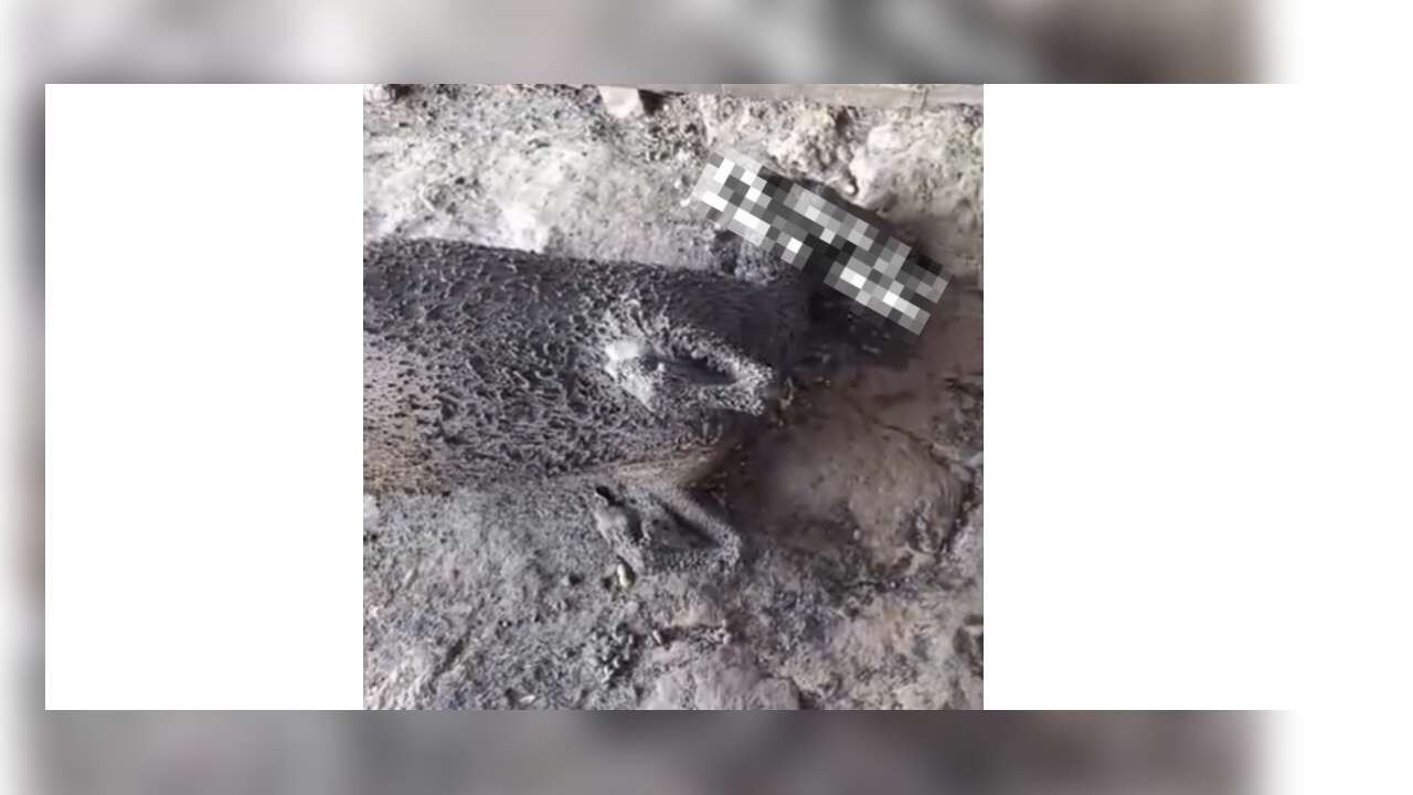 Muğla’da Yangının Acı Bilançosu Ortaya Çıktı