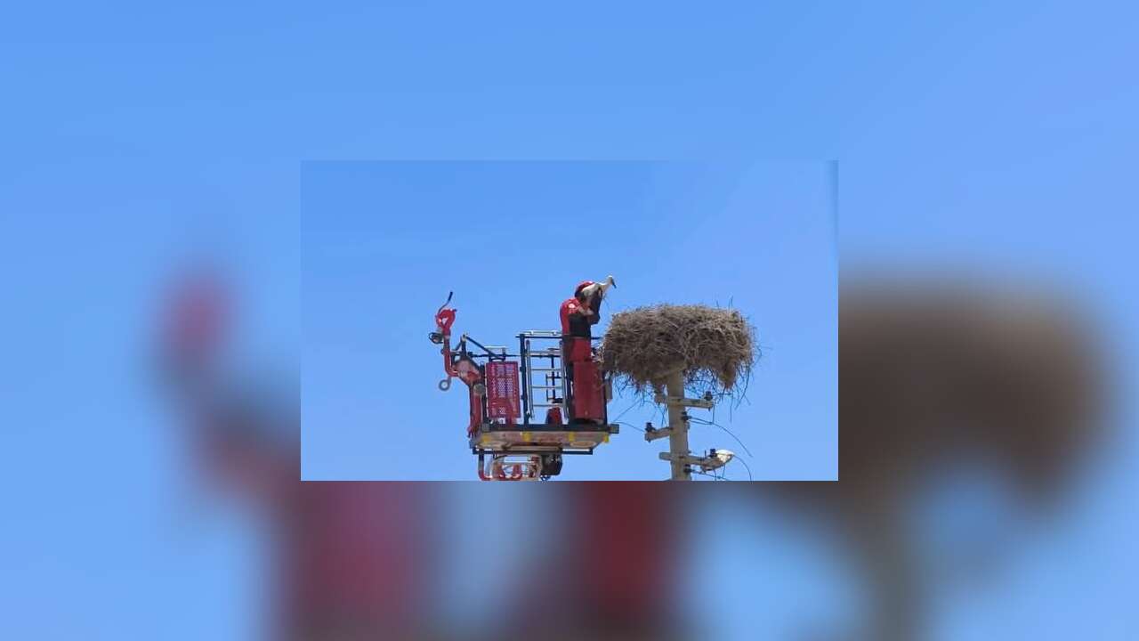Muğla'da Ayağına Poşet Dolanan Leylek İtfaiye Ekiplerince Kurtarıldı