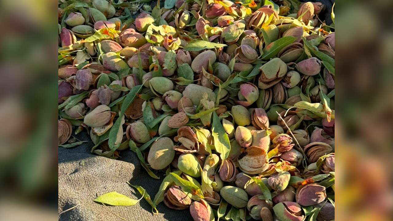 Datça'da Badem Hasadı Başladı