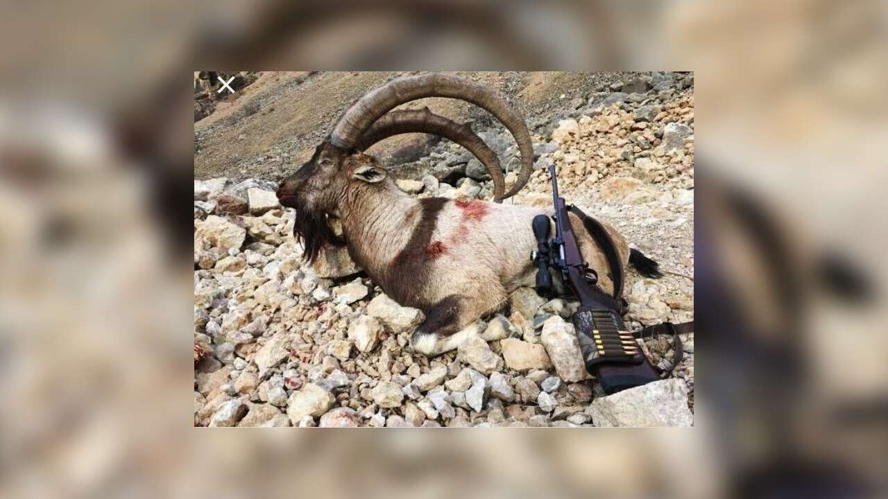 Muğla'da 'Yaban Keçileri Öldürülmesin' Kampanyası Başlatıldı: 7 Bin İmza Toplandı, Av İhalesinin İptali İsteniyor