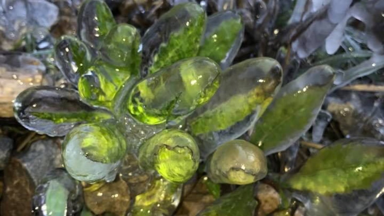 Bitkiler buz kütlesine döndü