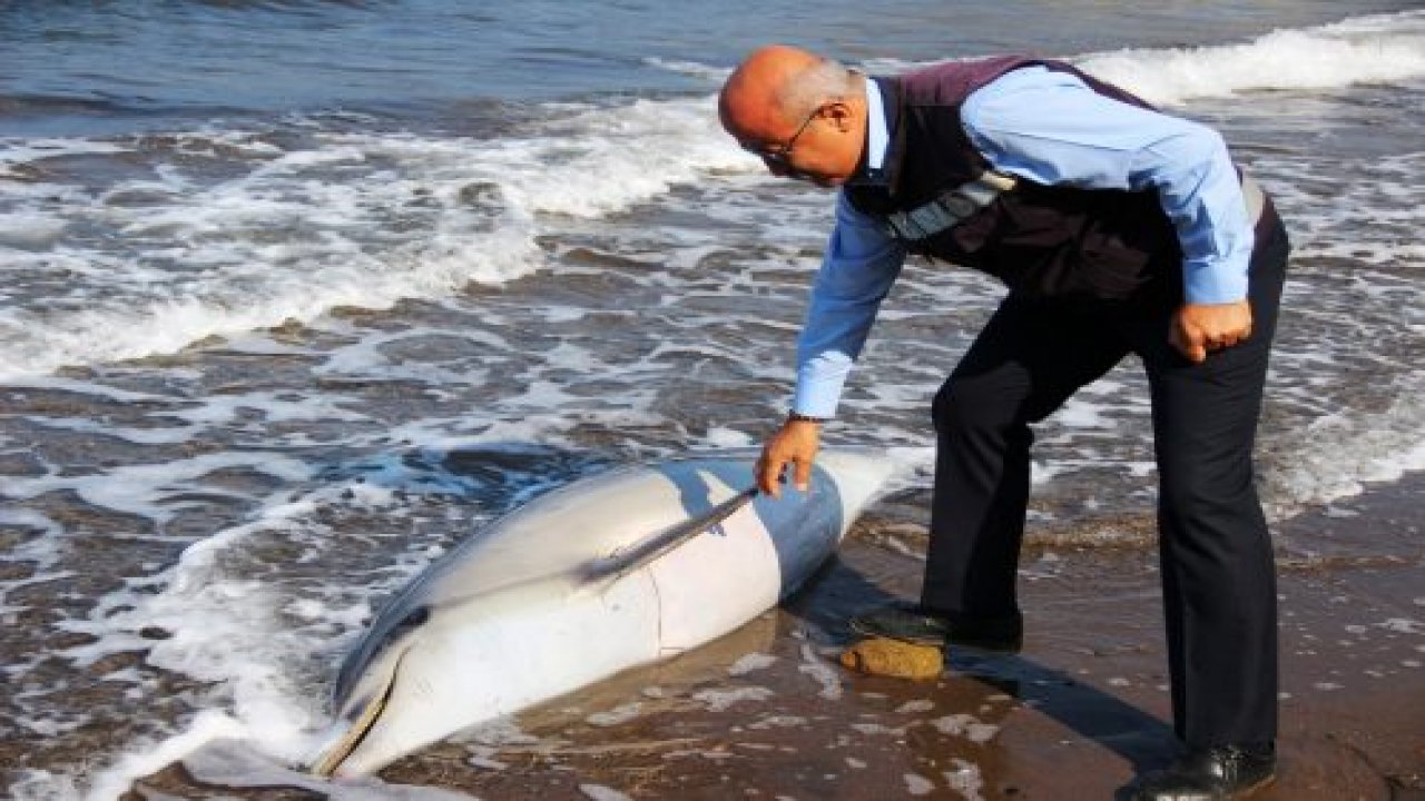 Kuyruğu kesik ölü yunus karaya vurdu