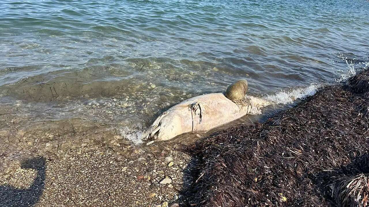Bodrum Sahilinde Üzücü Manzara: Ölü Yunus Kıyıya Vurdu