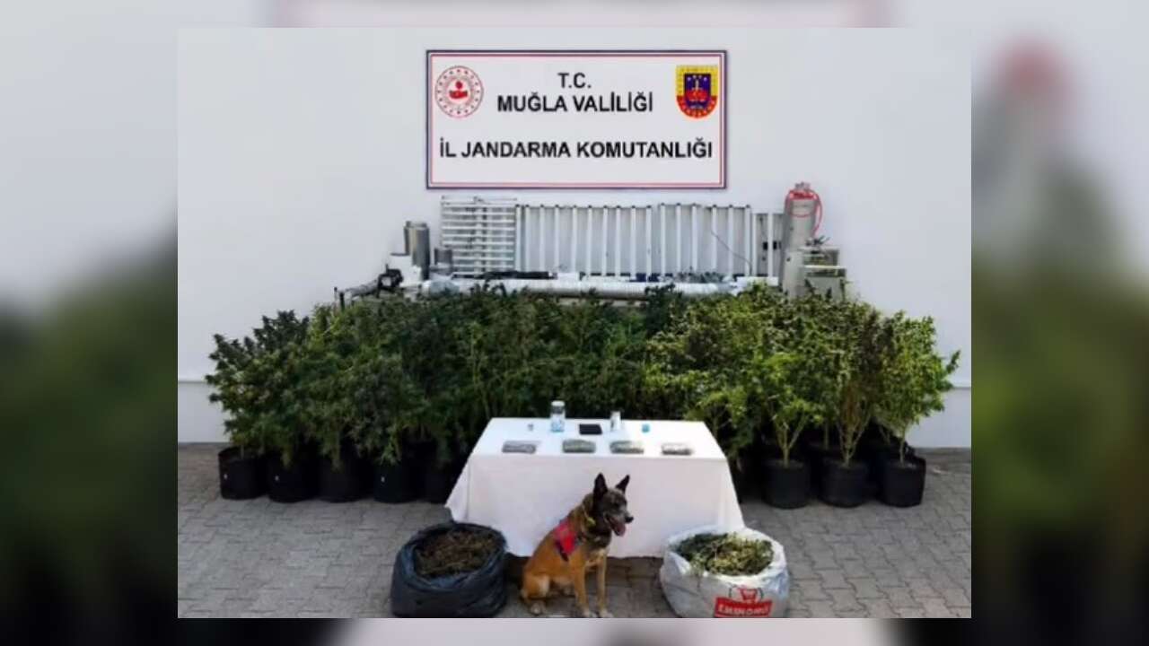Bodrum’da Uyuşturucu Operasyonu: Evden 56 Kök Kenevir ve 10 Kilo Skunk Ele Geçirildi
