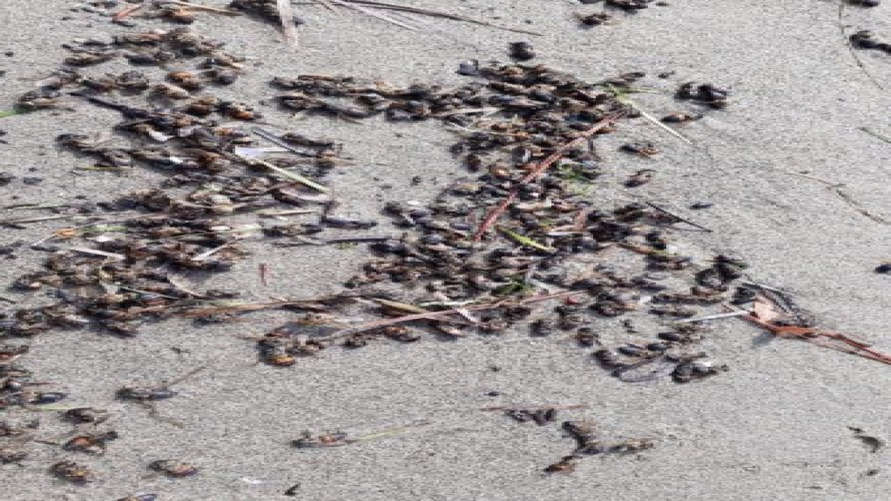 Arılar sahile vurdu