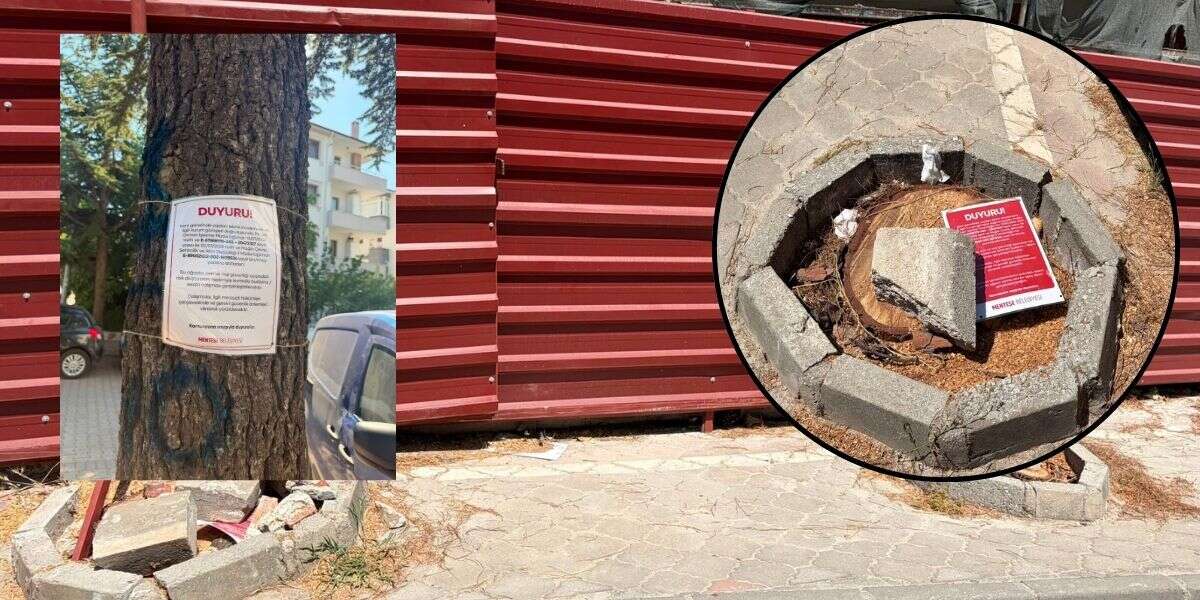 Menteşe’de Riskli Ağaçlarda Budama ve Kesim Çalışması Başlatıldı