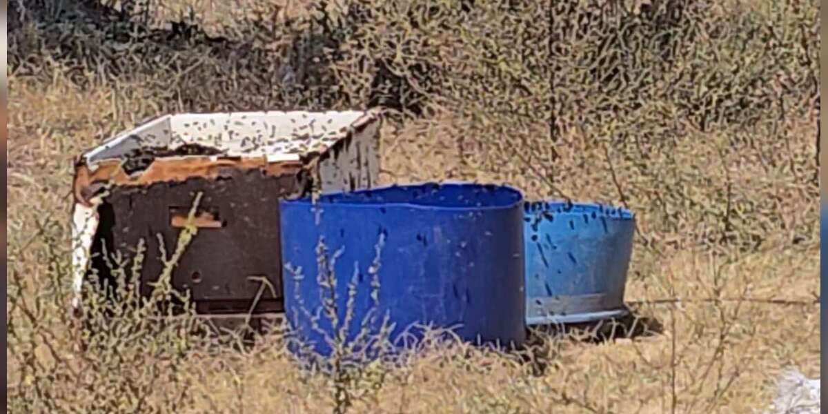 Muğla'da Arı Paniği, Kovanlardan Çıkan Arılar Çevreye Yayıldı