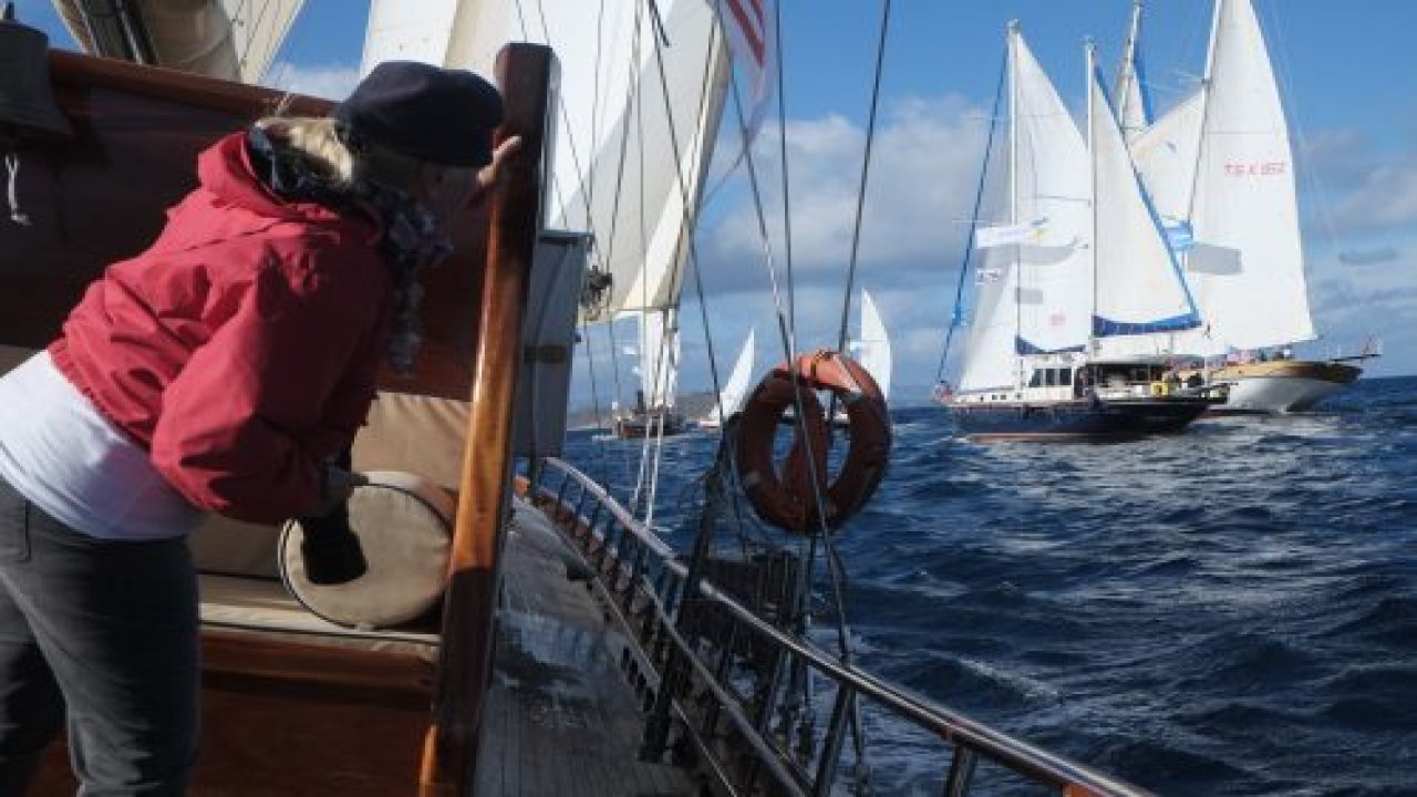 Yunus balıkları renkli görüntüler oluşturdu