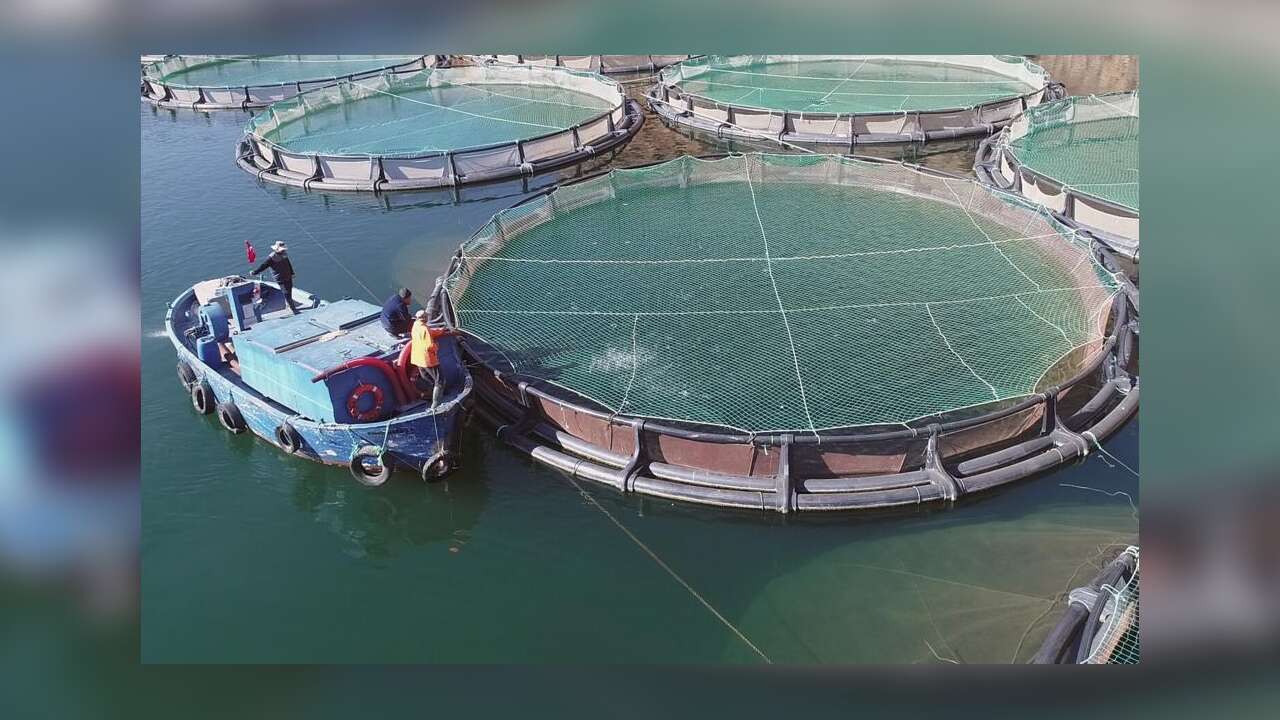 Muğla’nın Su Ürünleri İhracatı 745 Milyon Dolara Ulaştı