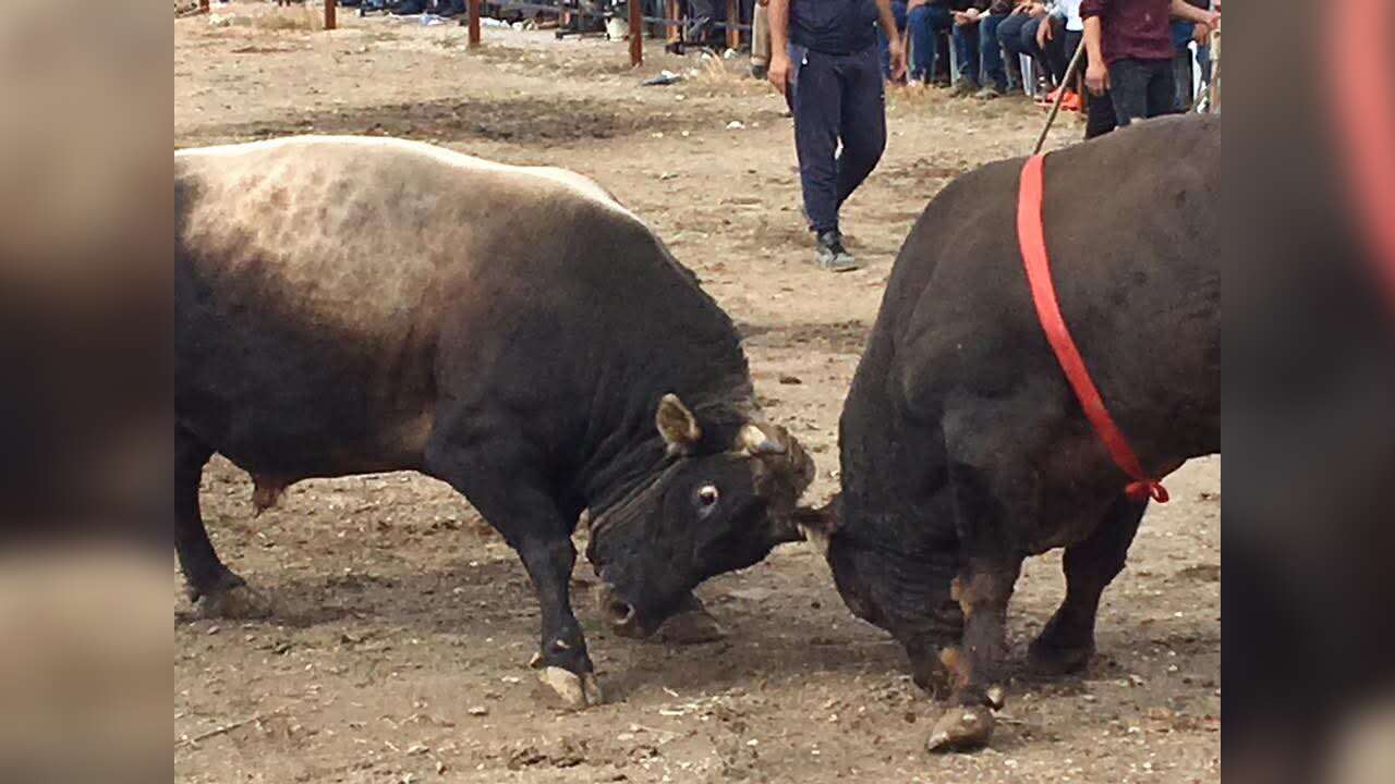 Muğla’da Kızgın Boğa 13 Yaşındaki Çocuğu Hastanelik Etti
