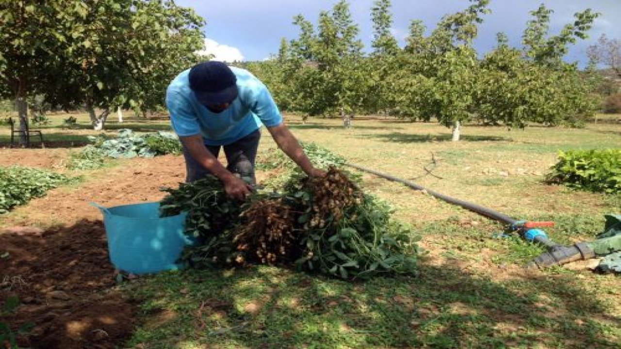Menteşe’de yer fıstığı üretimi başladı